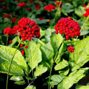 人参种子东北长白山野山参林籽四季播种阳台盆栽多年生药材蔬菜籽