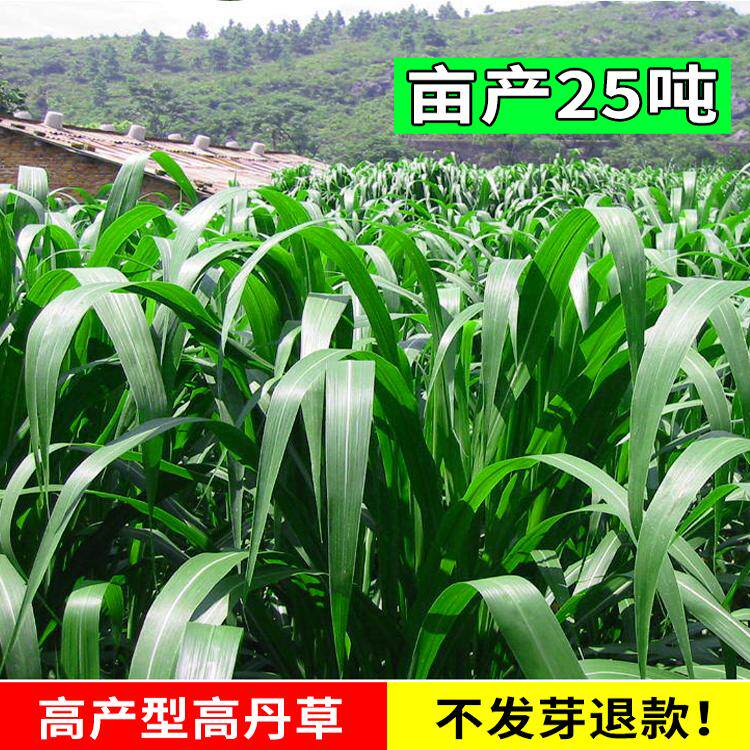 高丹草种子牧草种籽杂交王草进口苏丹草种籽喂鱼兔鸭鹅猪牛羊草籽