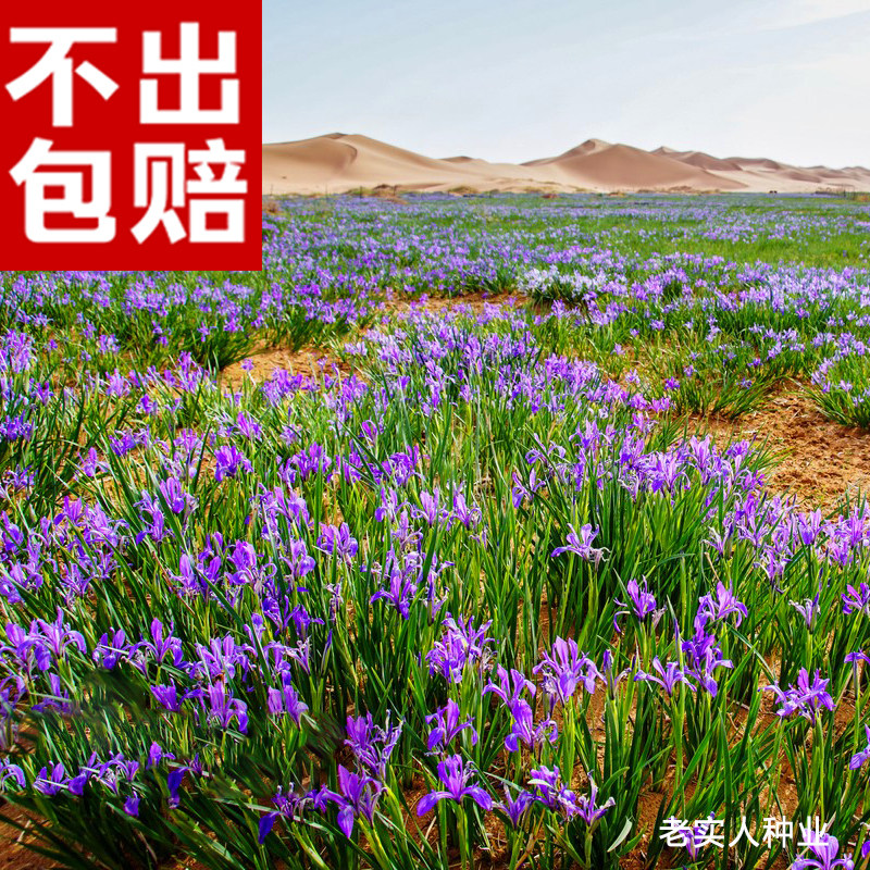 马兰花种子四季播种多年生马莲花籽宿根花草种子耐旱耐涝耐马蔺籽