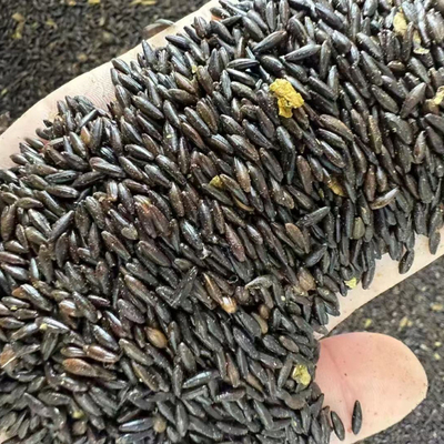 沙棘种子籽盐碱地耐寒耐旱食用