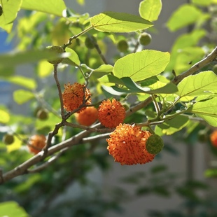 构树种子籽构桃树构乳树楮树种子沙纸树杨梅四季庭院杂交构树种子