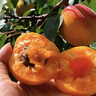 新杏子种子果树杏树种子 杏核 家杏种子山杏种子新手易种阳台庭院