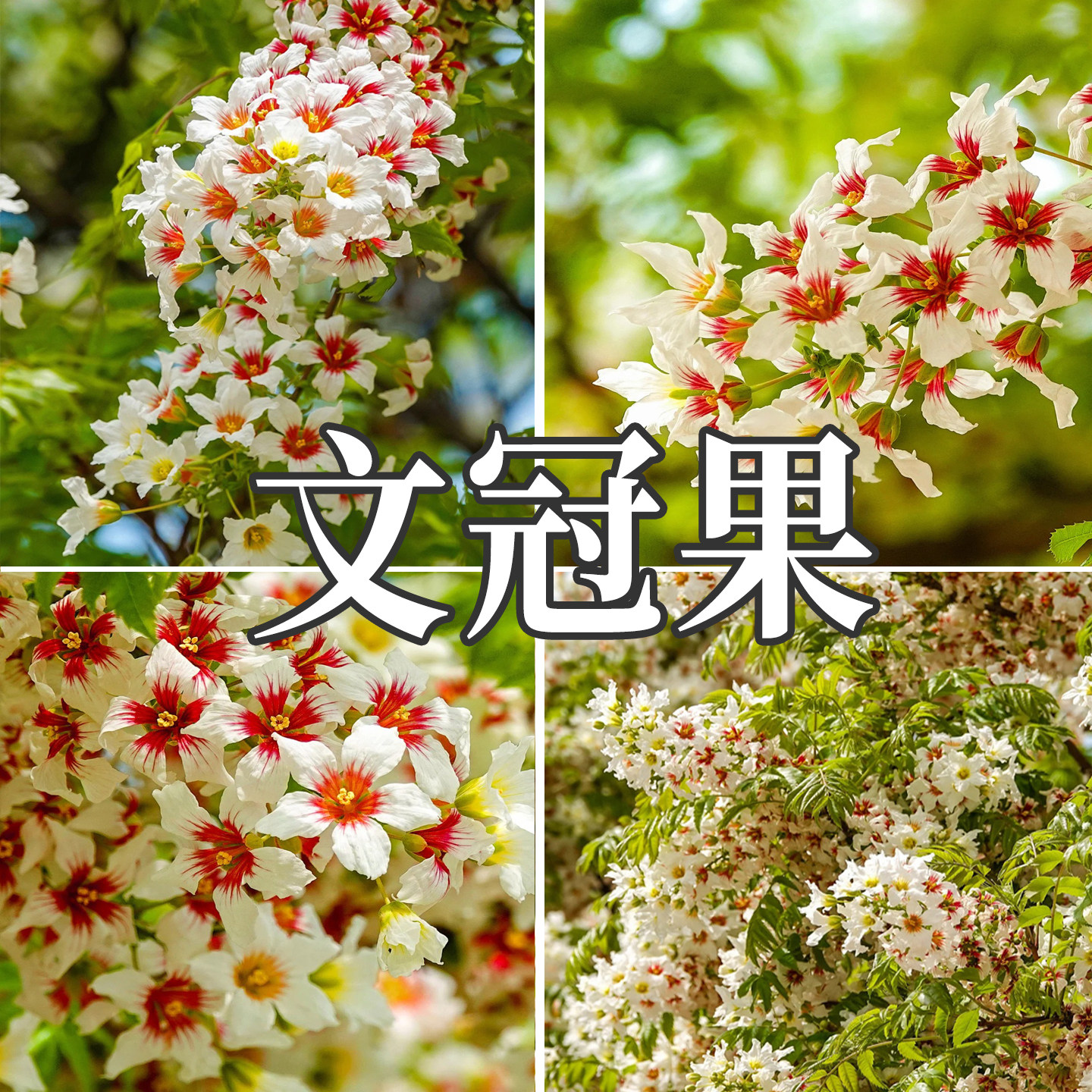 精选新采文冠果树籽食用野生散装观花风景树绿化植物林木种子包邮