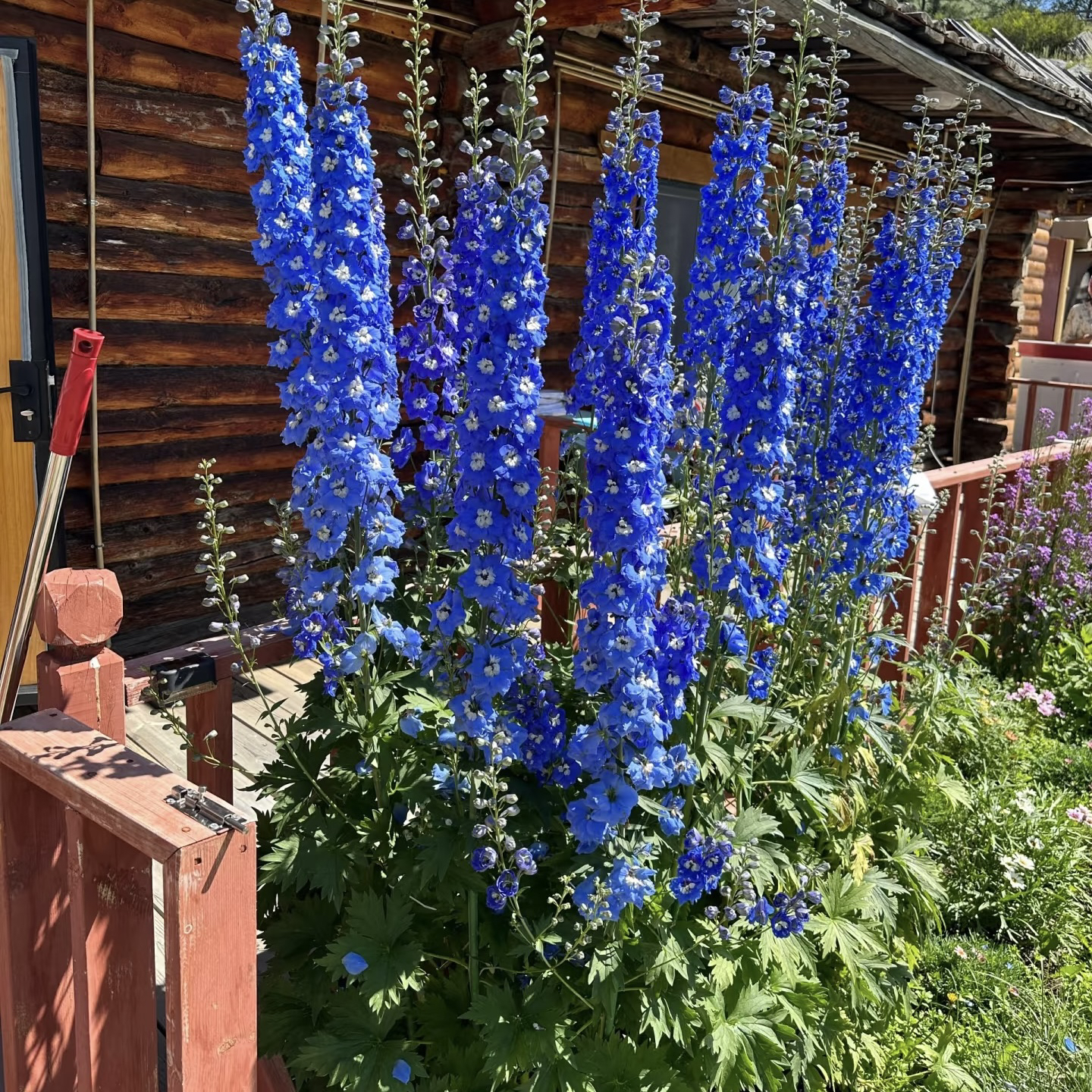 重瓣大花飞燕草种子盆栽稀有花四季易活阳台多年生庭院室外花种子