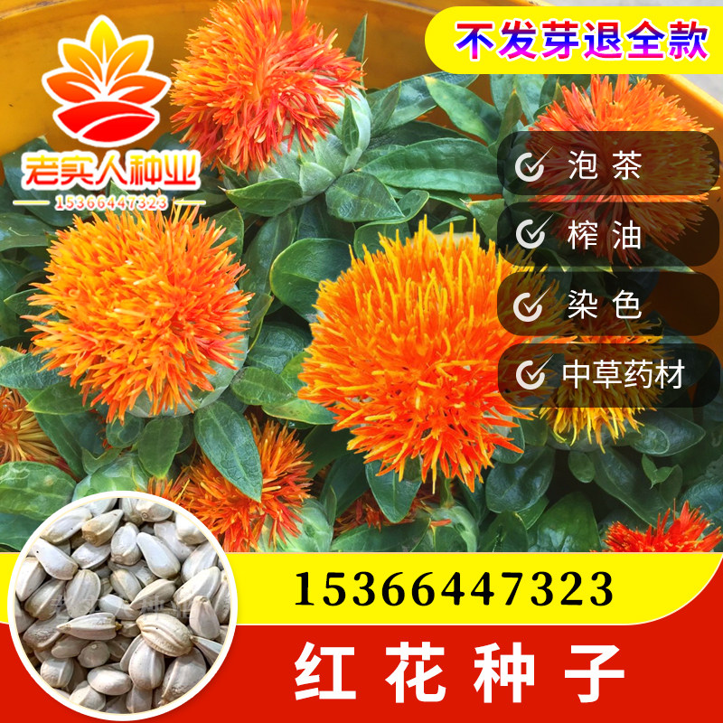 中草药材红花种子藏红花种子新疆产草红花籽正品纯新大田种植种子