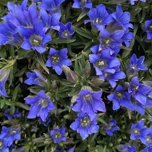 龙胆草种子花盆栽庭院阳台多年生草本蓝色耐寒宿根花卉药材种籽