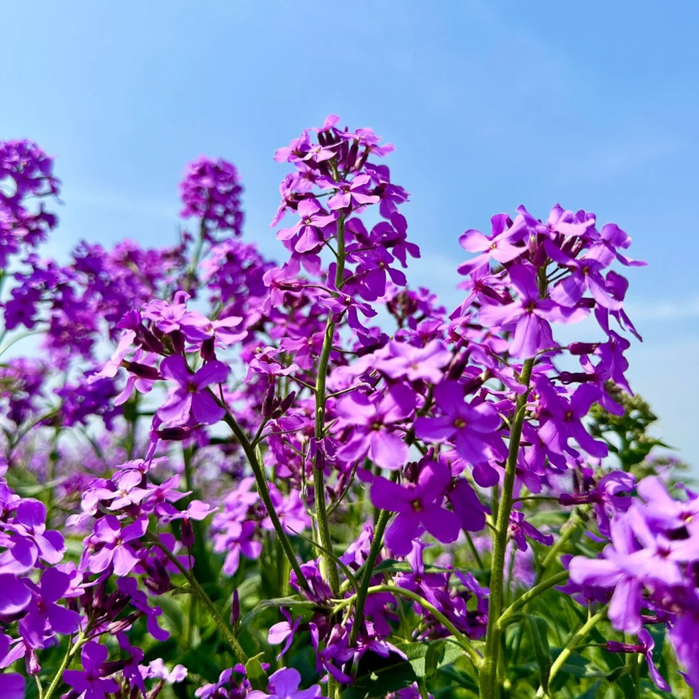 蓝香芥种子紫色彩色油菜花籽种欧亚香花芥花籽庭院四季易活花海