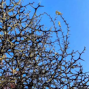 围墙种子铁篱笆种子刺树种子枸橘荆棘种子带刺树种子带刺树鸟不站