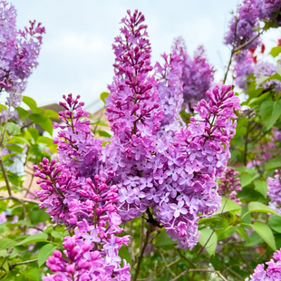 紫丁香种子丁香树种子北方耐寒优质紫丁香花种子暴马丁香种籽包邮