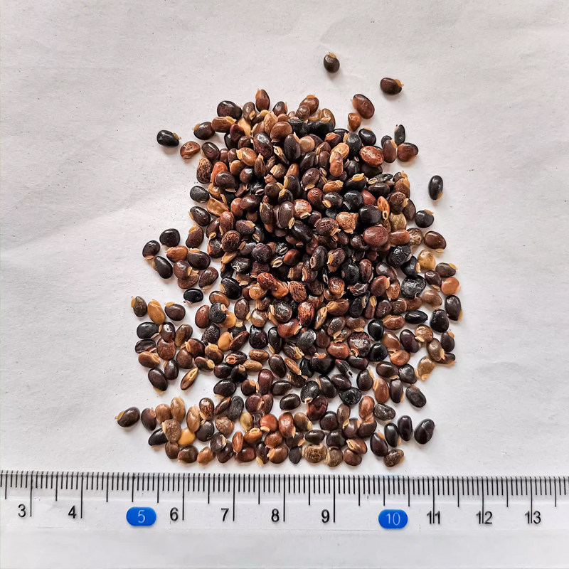 广西鸡骨草种子大黄草煲汤料下火大小叶鸡骨草种籽3黄头草猪腰草