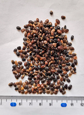 广西鸡骨草种子大黄草煲汤料下火大小叶鸡骨草种籽3黄头草猪腰草