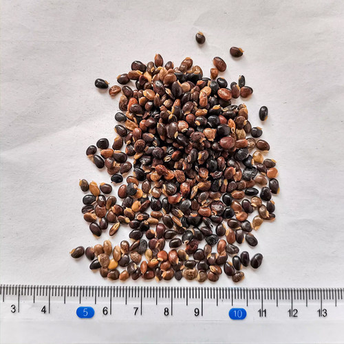 广西鸡骨草种子大黄草煲汤料下火大小叶鸡骨草种籽3黄头草猪腰草