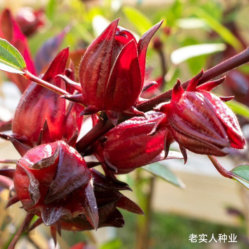 洛神花种子玫瑰茄种籽红桃K食用花茶种阳台花园室内外花种籽庭院