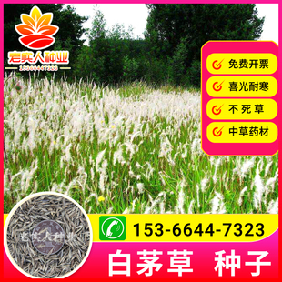 野生茅草种子 白茅根草种子 白茅草种子 白茅花丝茅花白茅根种子
