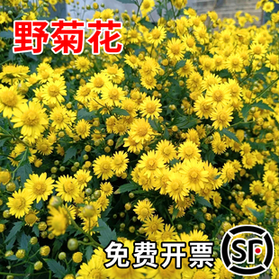 野菊花种子四季香草蜜源野生菊花种孑黄菊食用泡茶中药材药食包邮