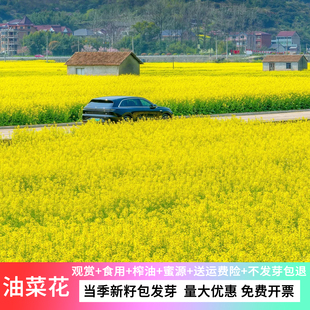 油菜花种子高产观赏食用耐寒耐旱绿肥春油菜籽抗倒伏景观花海种子