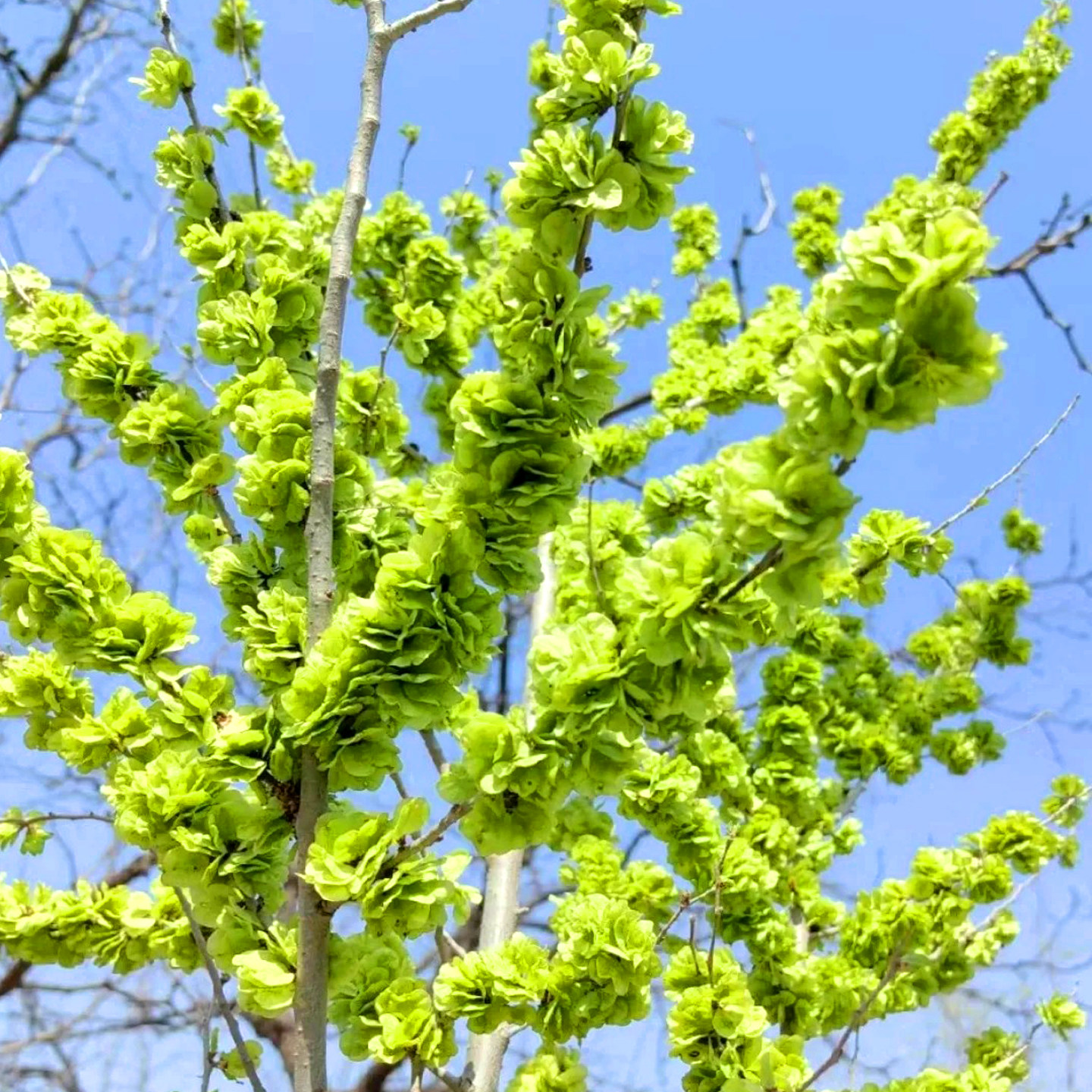林木种子 榆树种子 白榆种子 家榆 榆钱树种子 金叶榆 榔榆种子