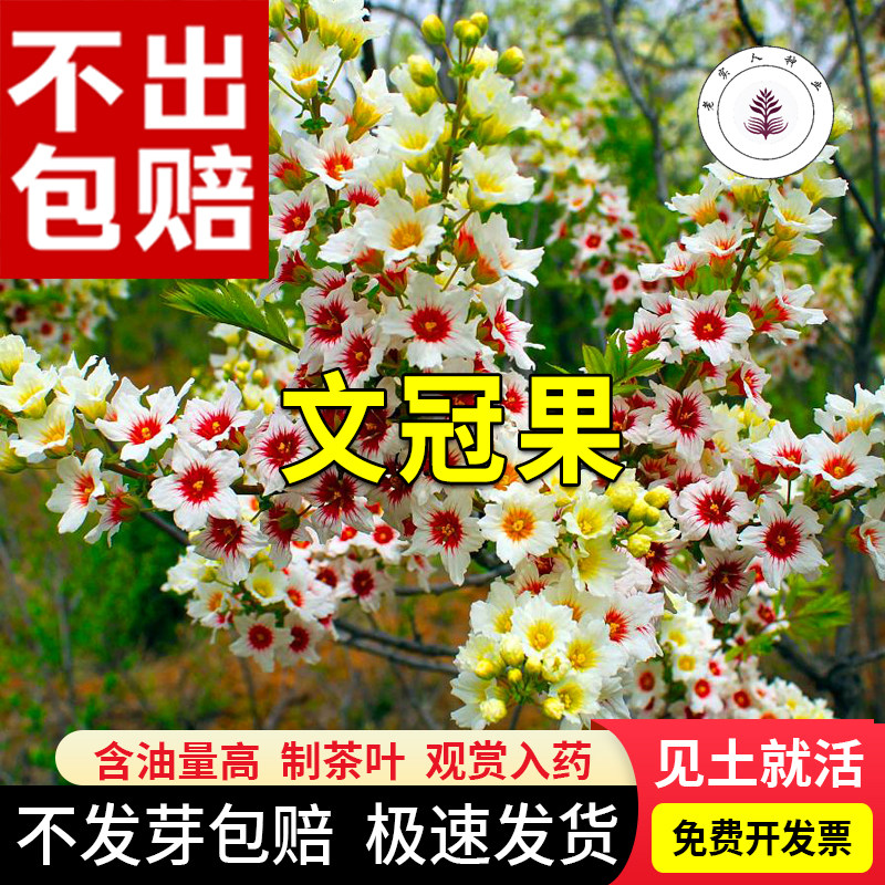 精选新采文冠果树籽食用野生散装观花风景树绿化植物林木种子包邮
