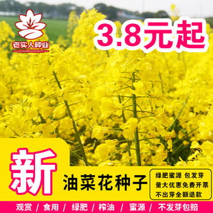 油菜花种子室外高产观赏食用耐寒耐旱春油菜花籽榨油菜籽花海种孑