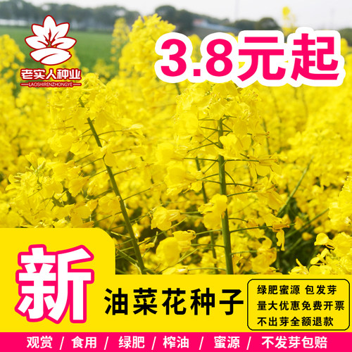 油菜花种子观赏食用耐寒旱籽花海