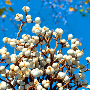 乌桕种子籽腊子树种子桕子树木子树籽种子新采种籽绿化彩色树种