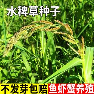 水稗草籽种子小米草种子稗子种稗草养鱼养虾蟹牛羊马牧草种籽水生