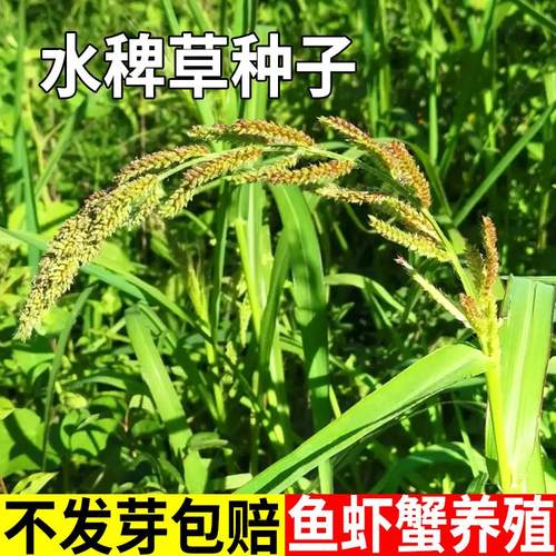 水稗草籽种子鱼虾蟹鱼草养殖种籽