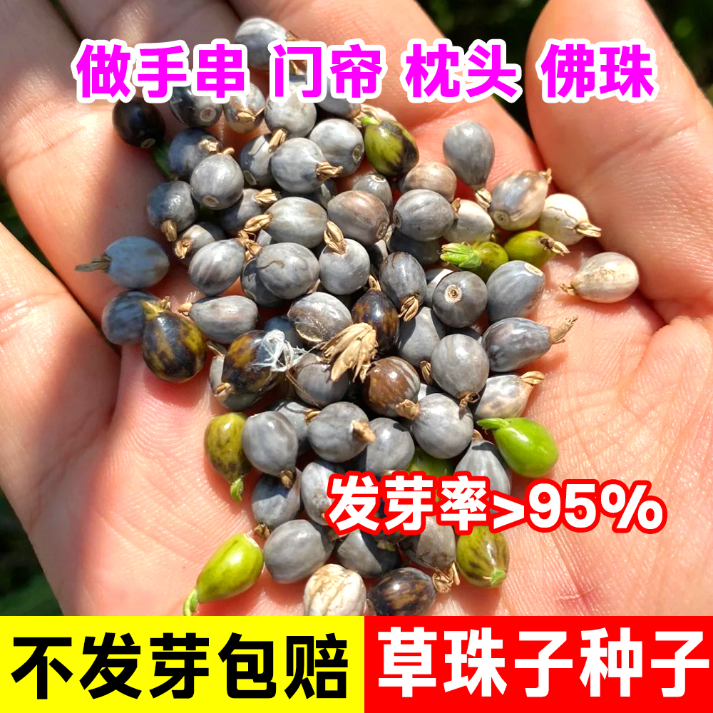 草珠子种籽草菩提手串门帘做枕头