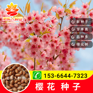新籽日本樱花种子树种子红樱花种子粉色樱花籽白色樱花山樱花包邮