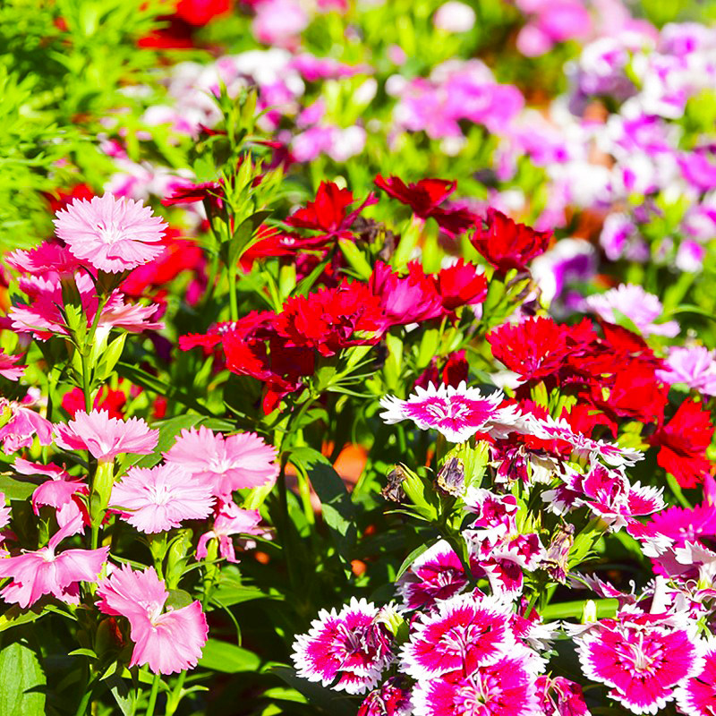 石竹花种籽子孑五彩常夏石竹美国矮生耐寒宿根花四季开花须苞石竹