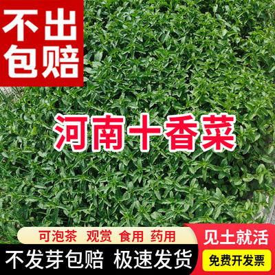 河南方震十香菜种子四季播易活
