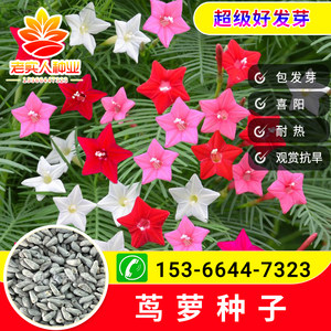茑萝花种子价格 茑萝花种子图片 星期三