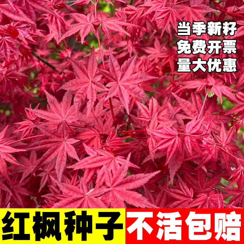 红枫树种子元宝枫青枫五角枫三角枫美国红枫种籽林木绿化观赏新采