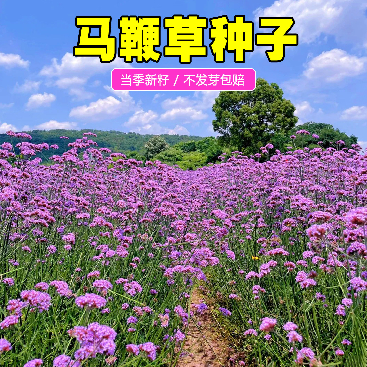 柳叶马鞭草种子多年生耐寒花籽花海景观花种籽盆栽种孑四季易活