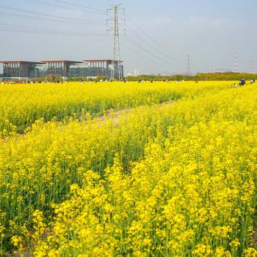 油菜花种子矮杆观赏榨油油菜籽孑