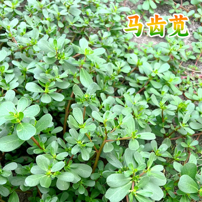 野生马齿苋种籽食用野生蔬菜籽