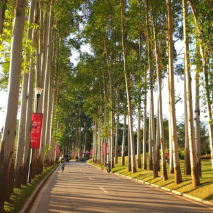 速生桉树种子籽常绿巨桉广林9号好割油桉树杏仁桉种子巨大树材桉