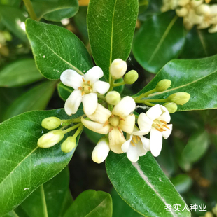 海桐种子新采海桐球花籽耐寒山矾树籽四季常青七里香宝珠香山瑞香