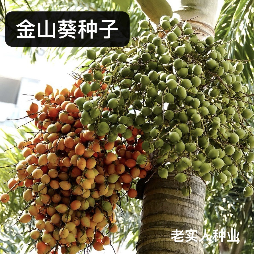 金山葵种子紫金鼠皇后葵果实庭院观赏树紫金鼠菩提文玩菩提原料籽
