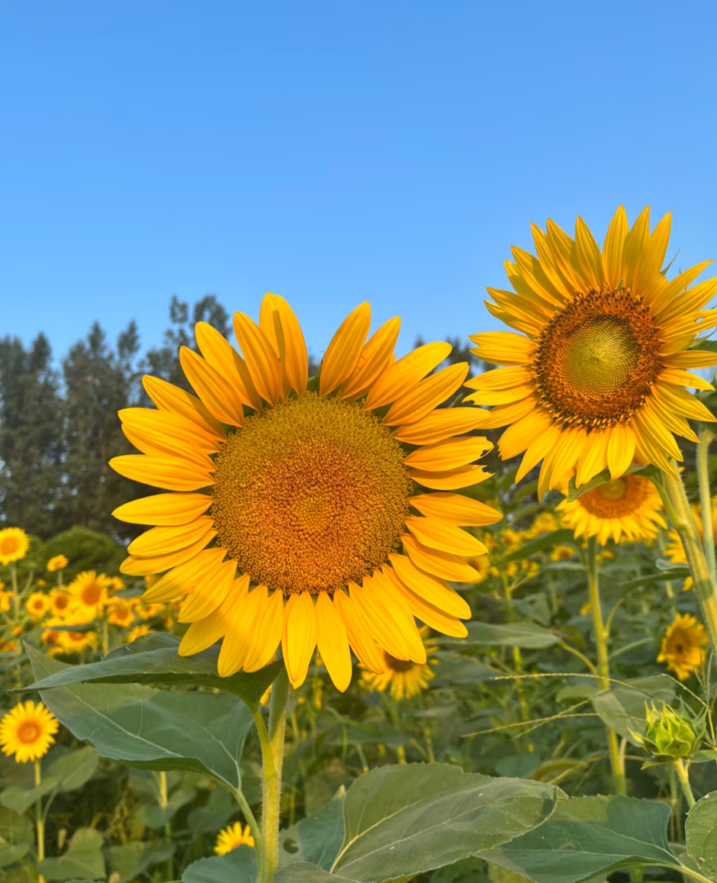 向日葵种孑高产榨油食用葵花种子油葵种籽子矮生盆栽庭院室外花卉