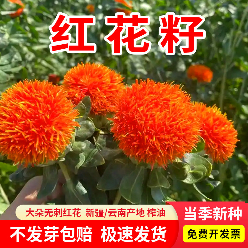 红花种子籽种新疆云南无刺大朵红花籽藏红花正品大朵大田种植种子