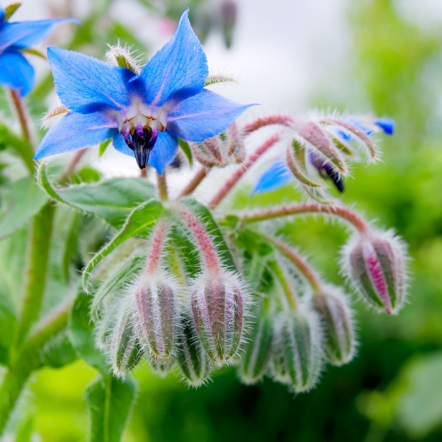 琉璃苣种籽四季易种芳香植物家庭园艺阳台庭院盆栽花籽春播花种子