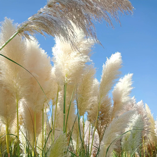 芦苇种子河边保土固堤植物造纸制药端午节包粽子畜牧药用净化污水