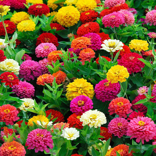 百日草花籽种子矮杆四季易活七彩百日菊花种籽阳台庭院花海见土就