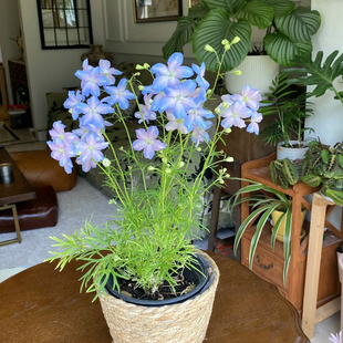 小花飞燕草花种子四季播种开花易活阳台庭院盆栽花卉种子花籽种籽