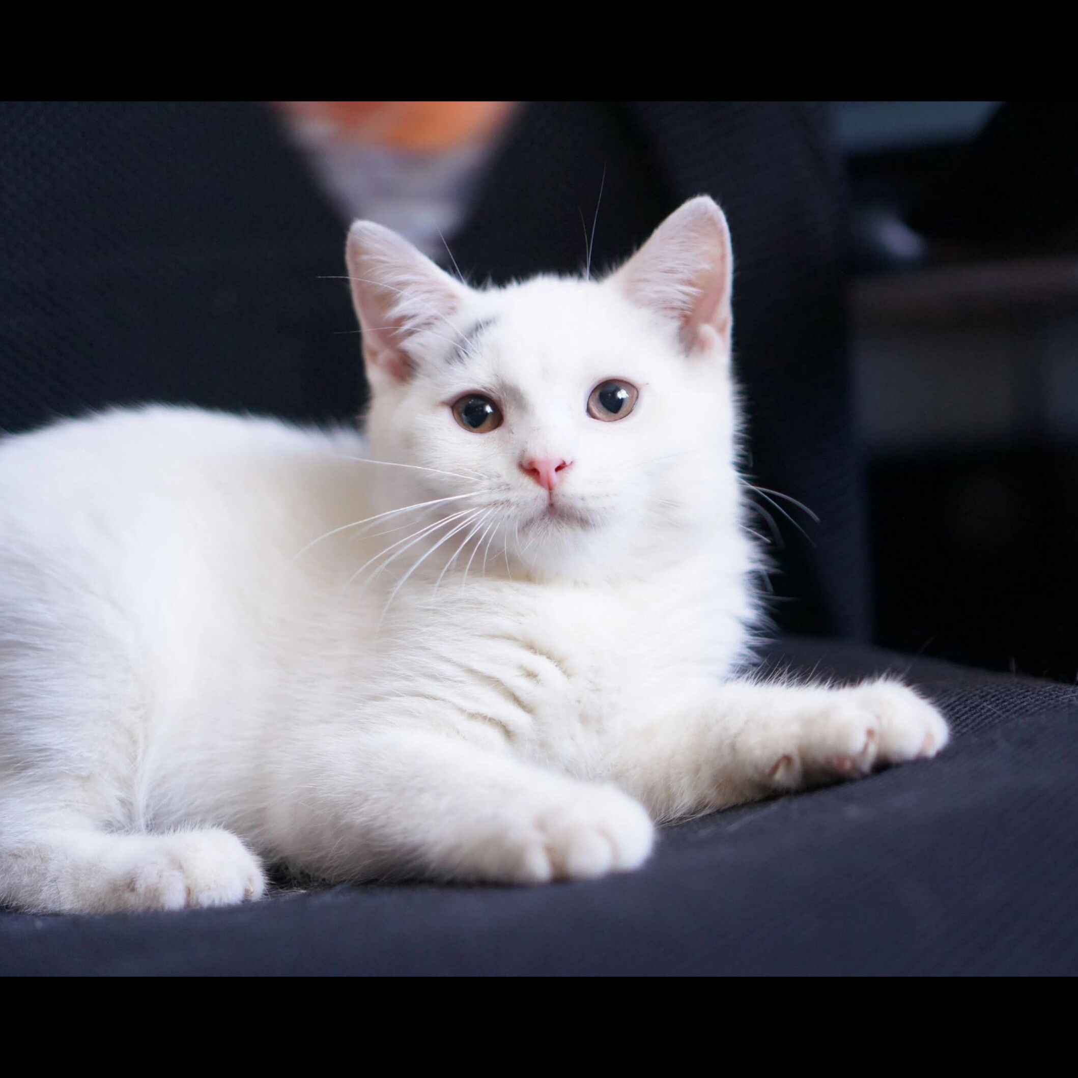 福州 超白净英短猫蓝白净梵 cfa血统 七猫坊十年猫舍sold