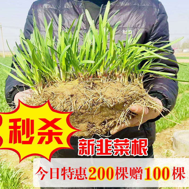 韭菜根苗紫根四季可种包活赠肥料