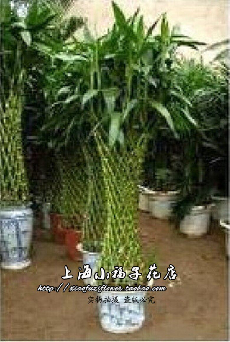 富贵笼绿植开运竹卢湾花店徐汇花店长宁花店静安花店上海鲜花速递