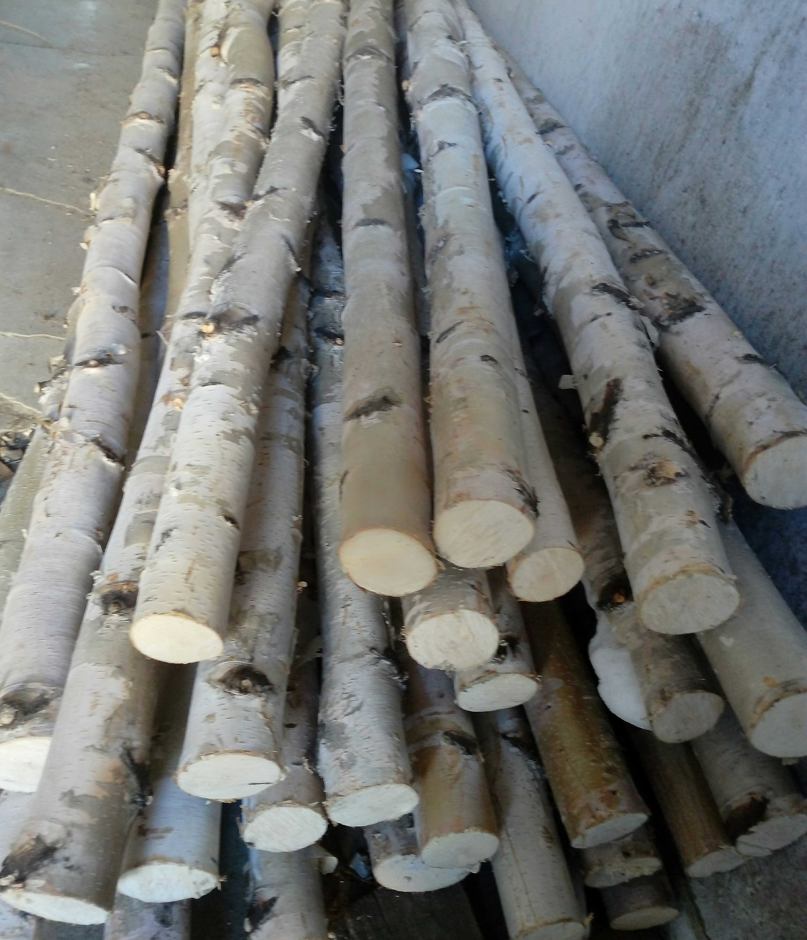 长白山天然白桦树干白桦木段木片婚庆装饰橱柜隔断用树枝特价包邮