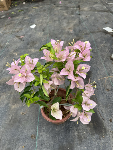 粉天使 三角梅 大花朵 粉色 勤花品种 四季开花 盆栽